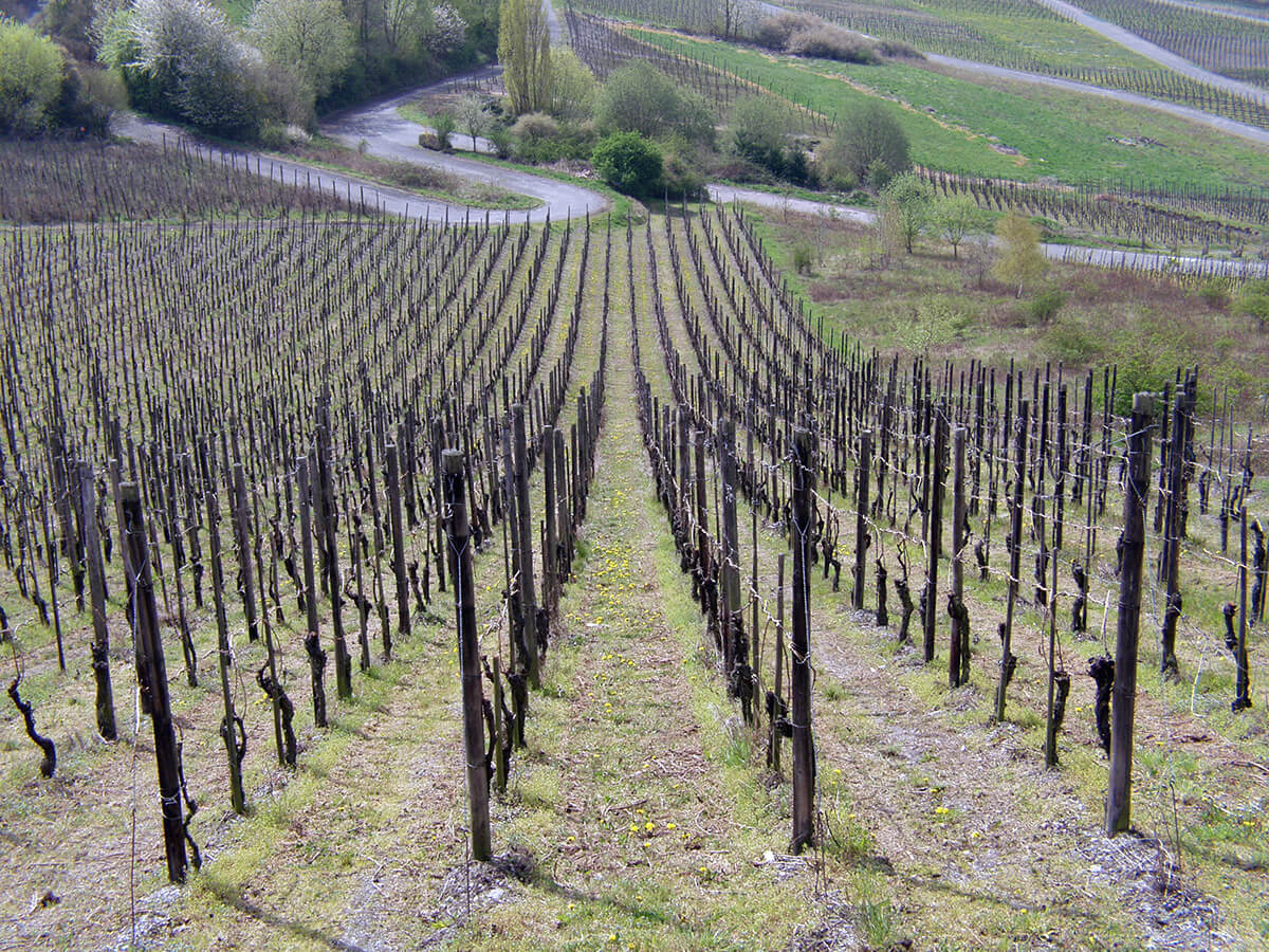 Photo of Vineyards at the Mosel at the Rhine, Germany