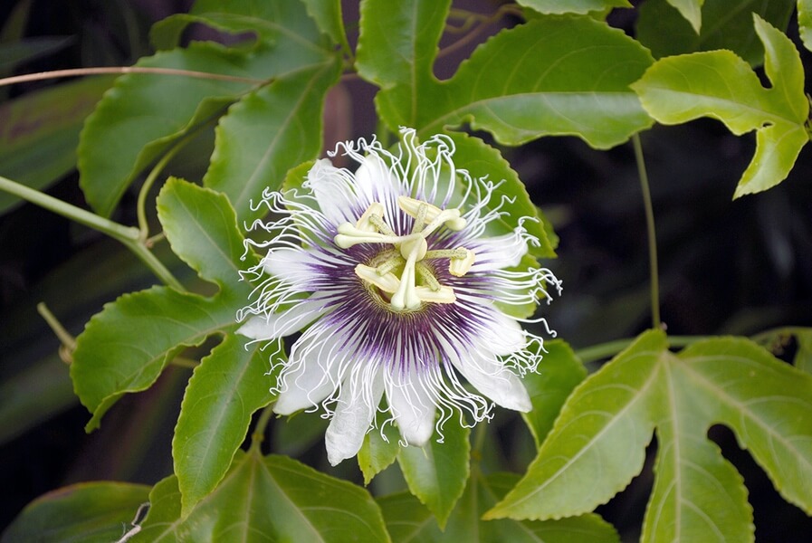 Photo of Passiflora edulis in Puerto Rico